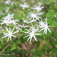 Jasminum